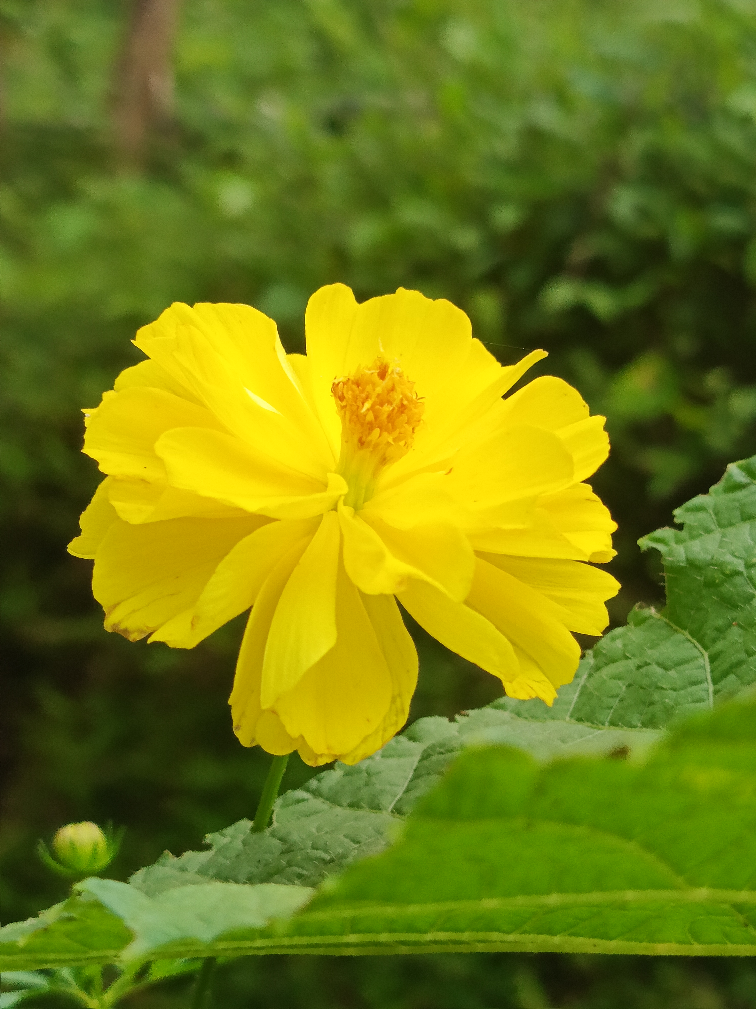 They are flower ghee bread.